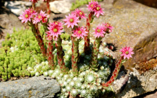 Sempervivum Fleurs