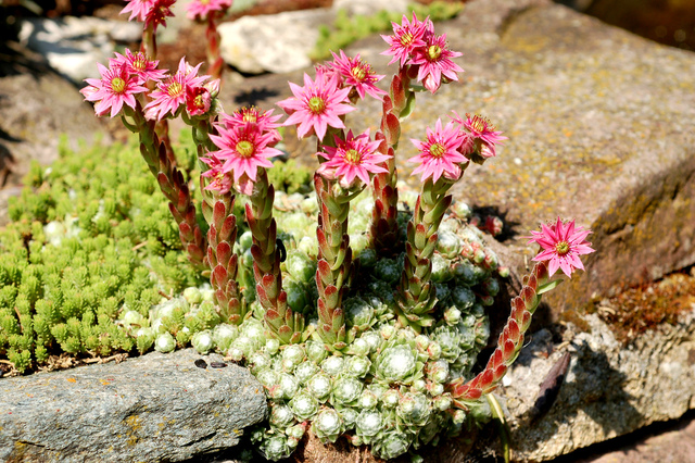 Sempervivum Fleurs